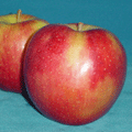 奥久慈　塙（はなわ）　りんごの下久戸園　ジョナゴールドの写真
