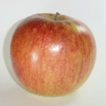 奥久慈　塙（はなわ）　りんごの下久戸園　つがるの写真